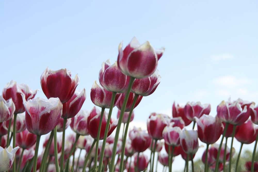 Noordwijkerhout Tulpen