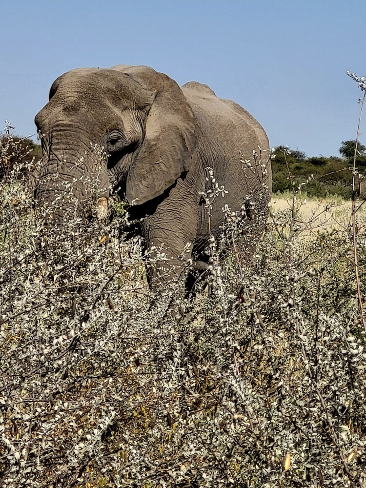 Etosha Nationalpark, Namibia